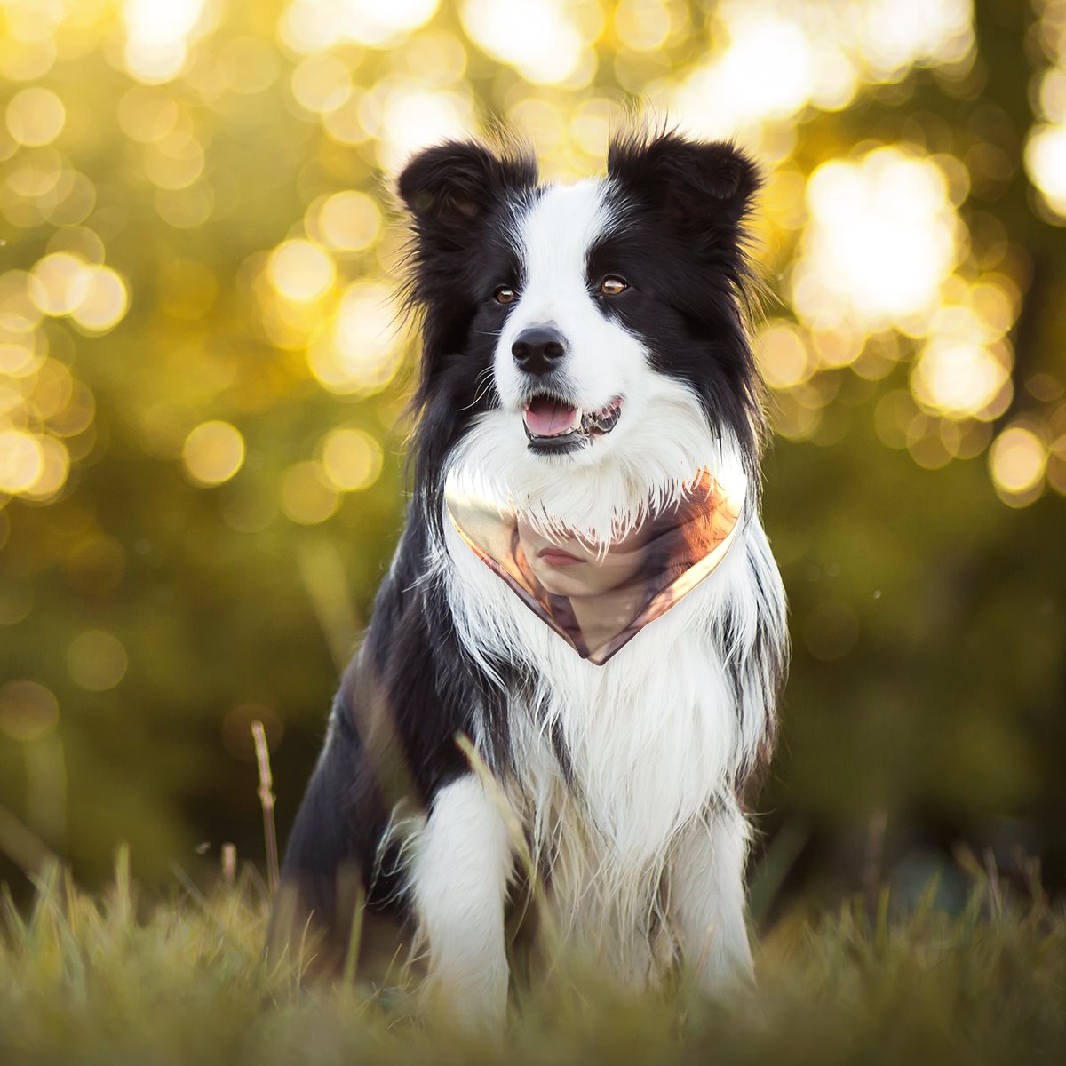 Chiffon pet scarf-002