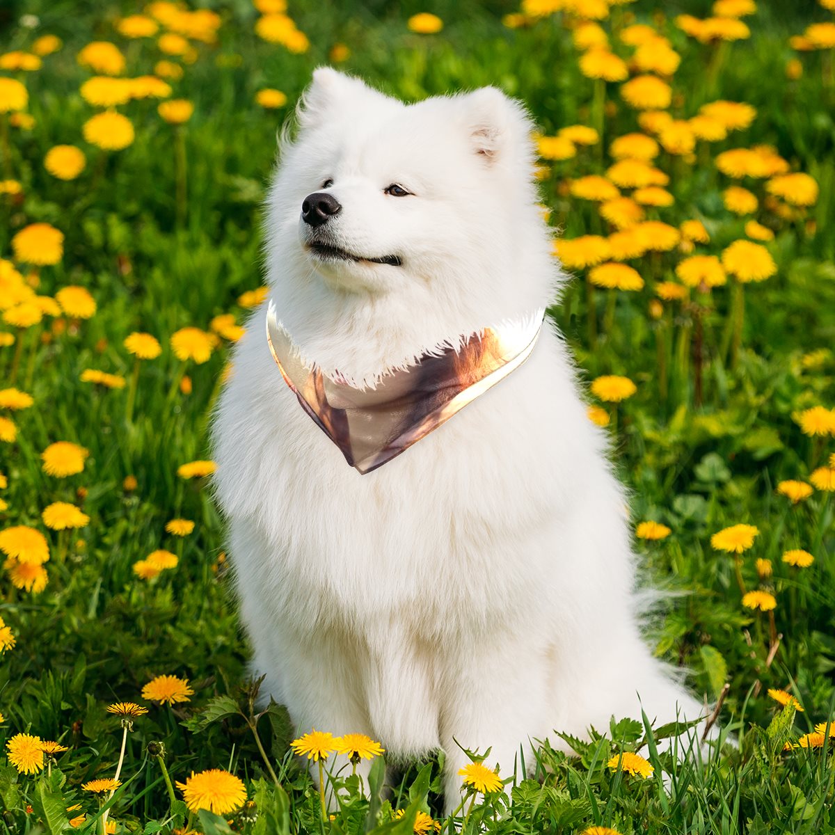 Chiffon pet scarf-002